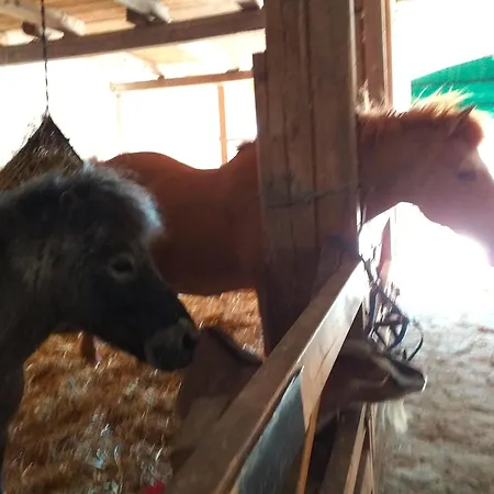 Апартаменты Bauernhof Hoeper-rauert - Reihenhaus 2